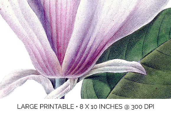 Magnolia Clipart Flowers in Illustrations - product preview 3