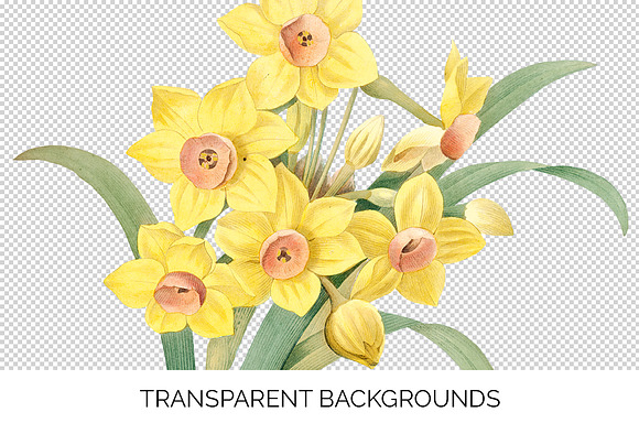 Daffodils Yellow Daffodil in Illustrations - product preview 1