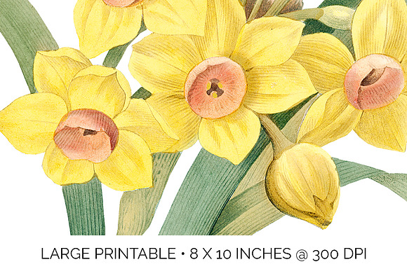 Daffodils Yellow Daffodil in Illustrations - product preview 3