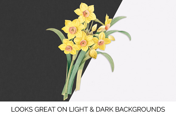 Daffodils Yellow Daffodil in Illustrations - product preview 5