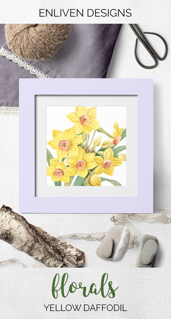 Daffodils Yellow Daffodil in Illustrations - product preview 6