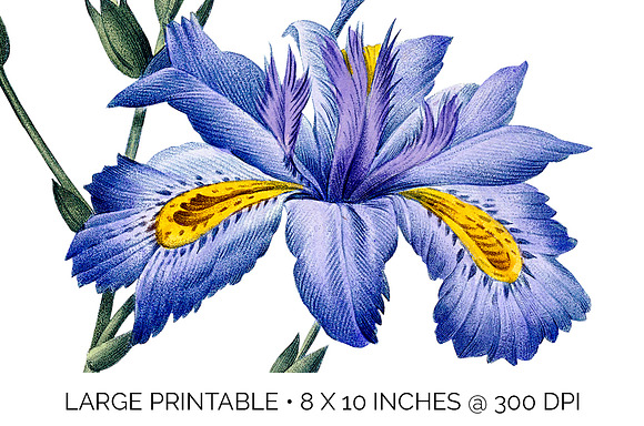 Iris Clipart Flower in Illustrations - product preview 3