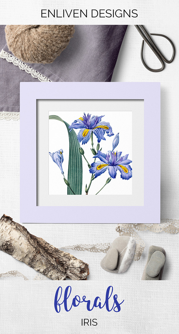 Iris Clipart Flower in Illustrations - product preview 6
