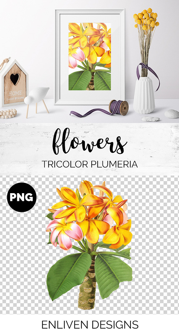 Plumeria Yellow Vintage Flowers in Illustrations - product preview 1