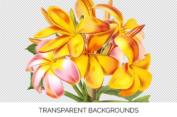 Plumeria Yellow Vintage Flowers in Illustrations - product preview 2