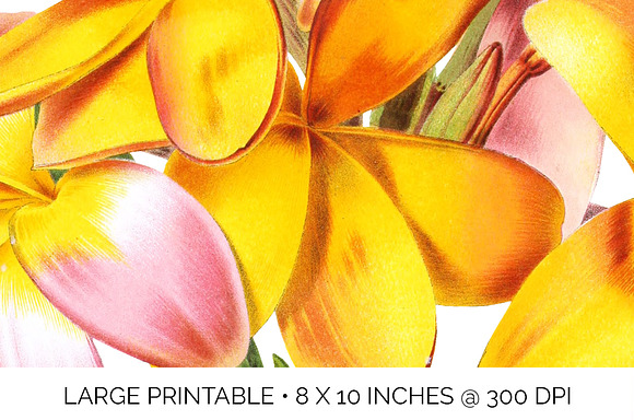 Plumeria Yellow Vintage Flowers in Illustrations - product preview 4