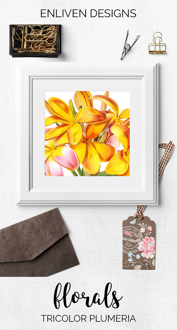 Plumeria Yellow Vintage Flowers in Illustrations - product preview 7