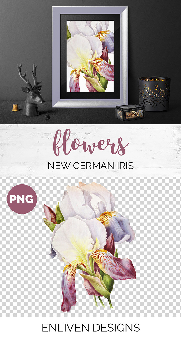 Iris Clipart Flower in Illustrations - product preview 1