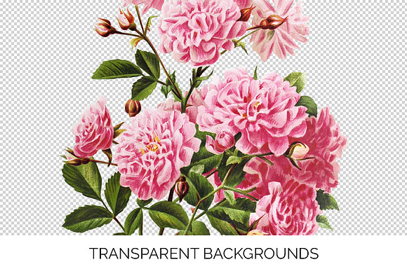 Rose Pink Rose in Illustrations - product preview 2