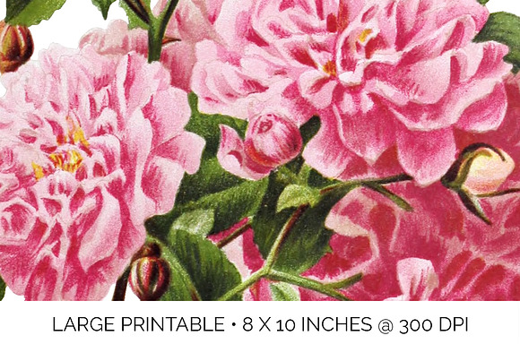 Rose Pink Rose in Illustrations - product preview 4