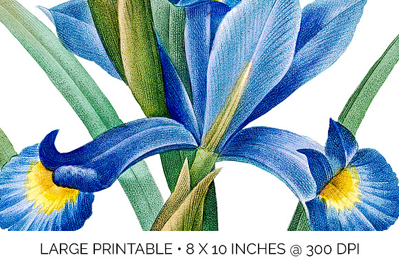 Iris Clipart Flower in Illustrations - product preview 4