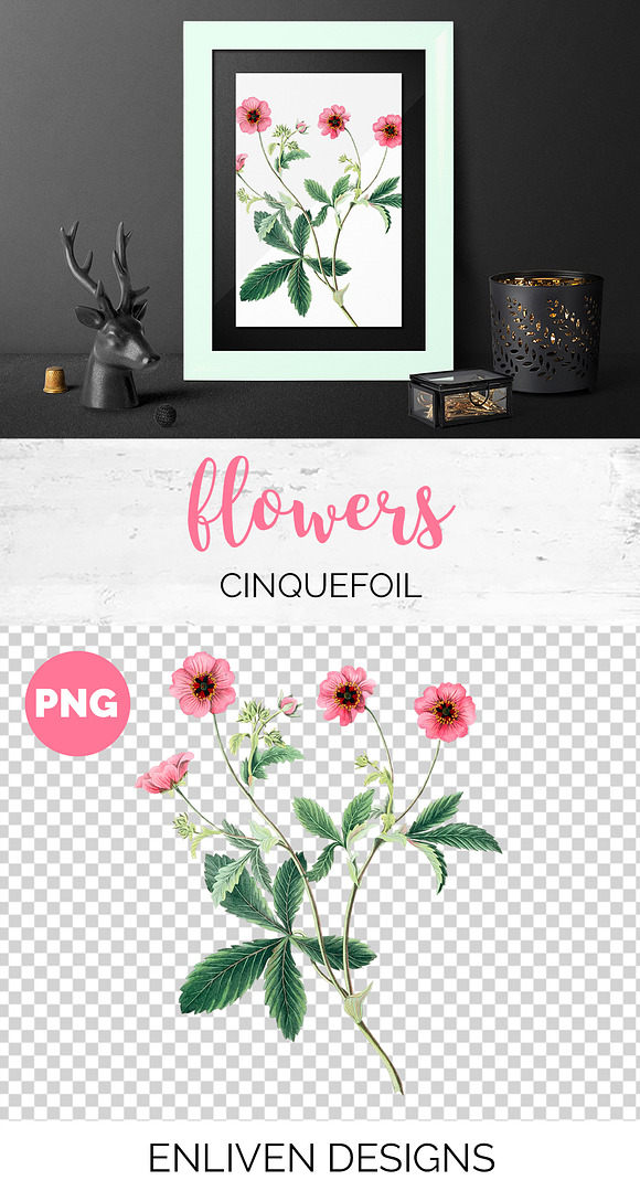Pink Flowers Cinquefoil Vintage in Illustrations - product preview 1