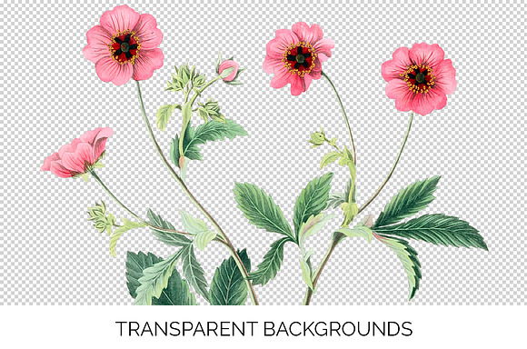 Pink Flowers Cinquefoil Vintage in Illustrations - product preview 2