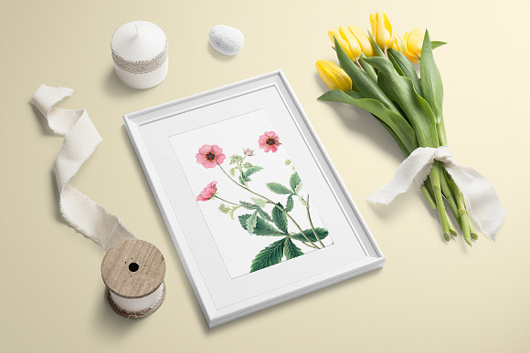 Pink Flowers Cinquefoil Vintage in Illustrations - product preview 3