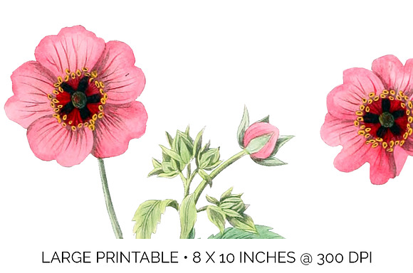 Pink Flowers Cinquefoil Vintage in Illustrations - product preview 4