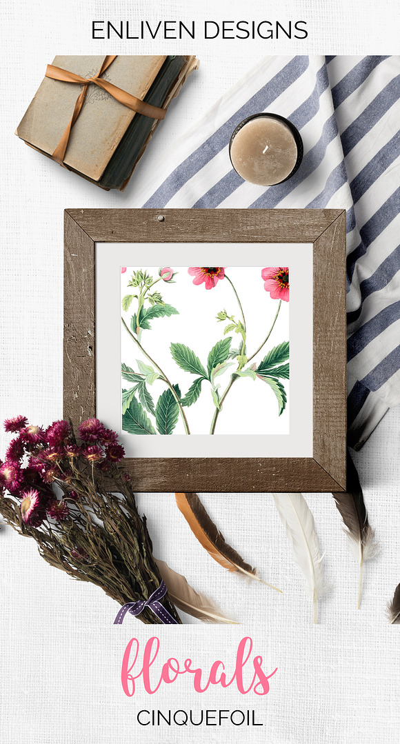 Pink Flowers Cinquefoil Vintage in Illustrations - product preview 7
