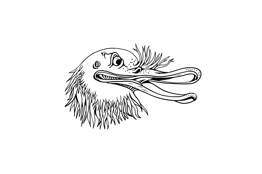 Angry Kiwi Bird Head Cartoon Black a