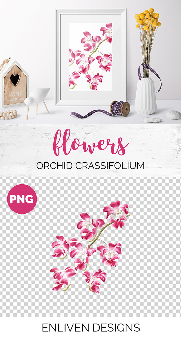 Pink Orchid Aerides Crassifolium in Illustrations - product preview 1