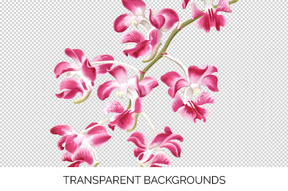 Pink Orchid Aerides Crassifolium in Illustrations - product preview 2