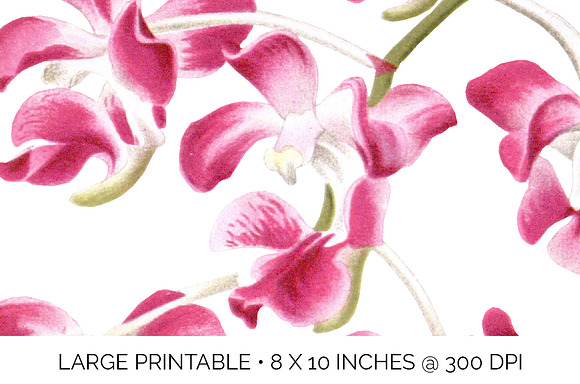 Pink Orchid Aerides Crassifolium in Illustrations - product preview 4