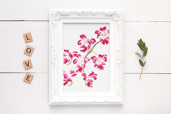 Pink Orchid Aerides Crassifolium in Illustrations - product preview 5