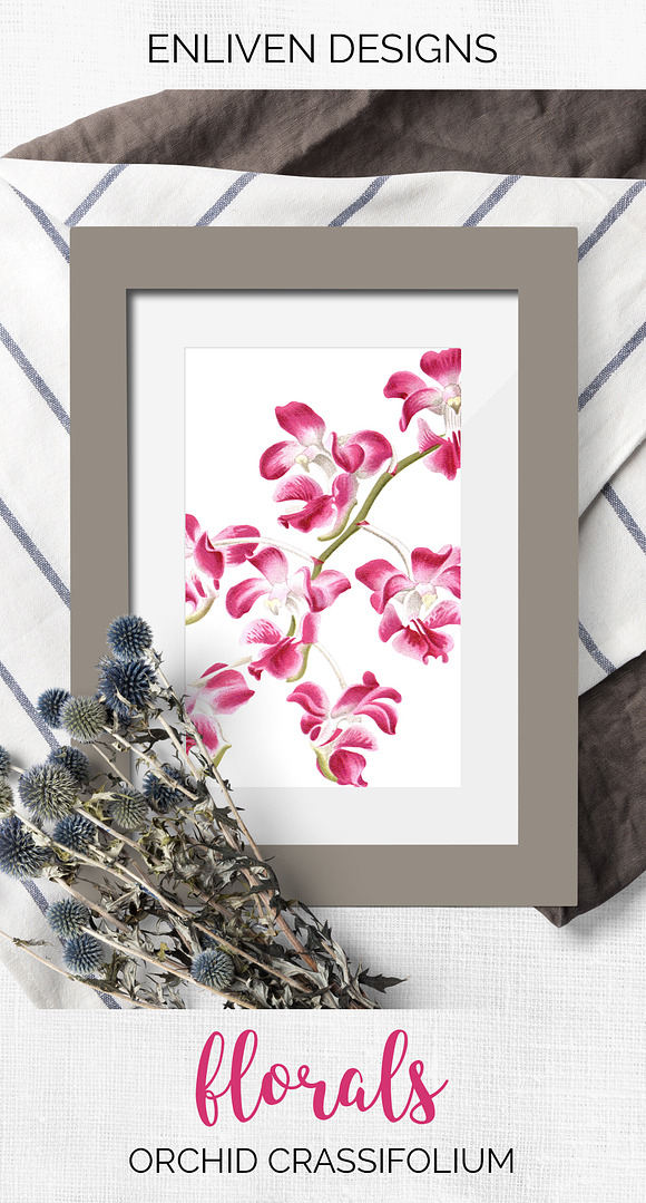 Pink Orchid Aerides Crassifolium in Illustrations - product preview 7