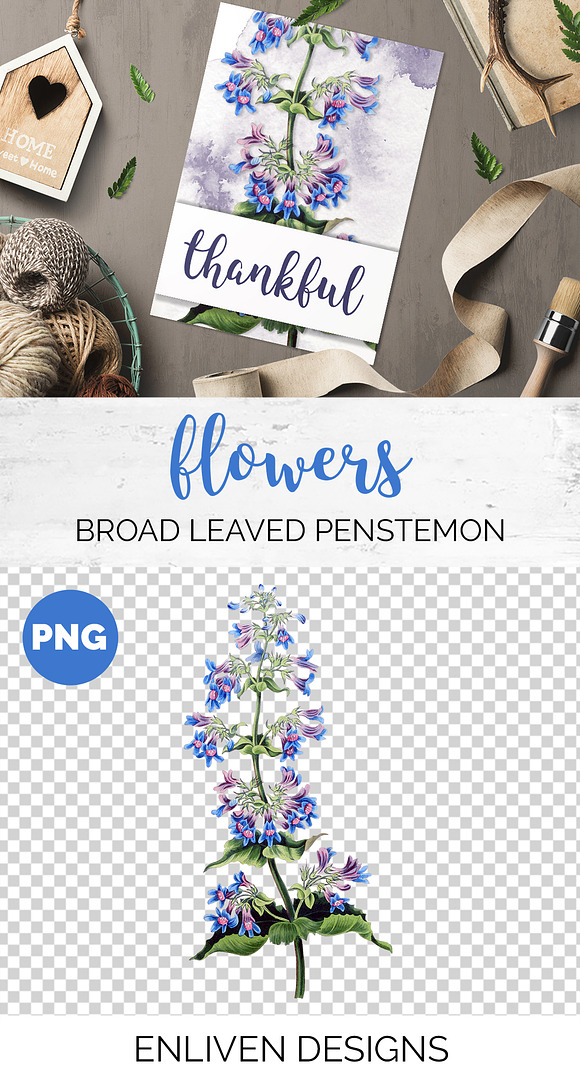 Purple Flower Broad Leaved Penstemon in Illustrations - product preview 1