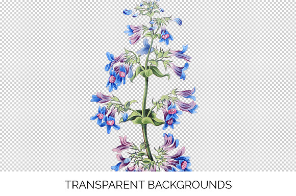 Purple Flower Broad Leaved Penstemon in Illustrations - product preview 2