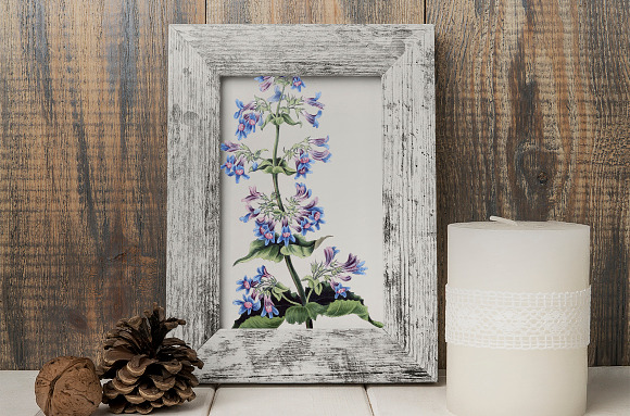 Purple Flower Broad Leaved Penstemon in Illustrations - product preview 3