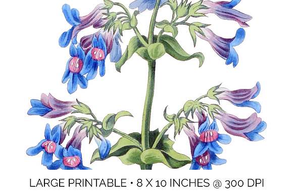 Purple Flower Broad Leaved Penstemon in Illustrations - product preview 4