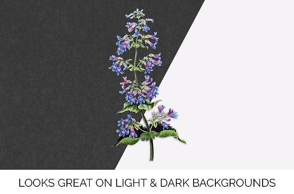 Purple Flower Broad Leaved Penstemon in Illustrations - product preview 6
