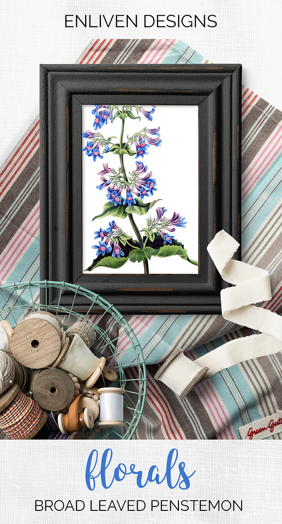 Purple Flower Broad Leaved Penstemon in Illustrations - product preview 7