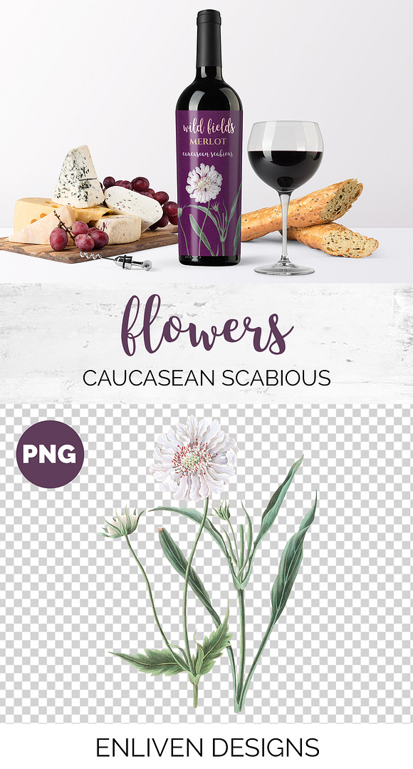 White Flowers Caucasean Scabious in Illustrations - product preview 1