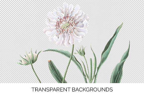 White Flowers Caucasean Scabious in Illustrations - product preview 2