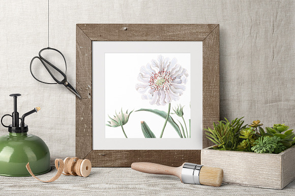 White Flowers Caucasean Scabious in Illustrations - product preview 3