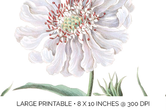 White Flowers Caucasean Scabious in Illustrations - product preview 4