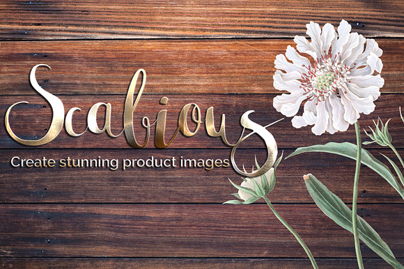 White Flowers Caucasean Scabious in Illustrations - product preview 5