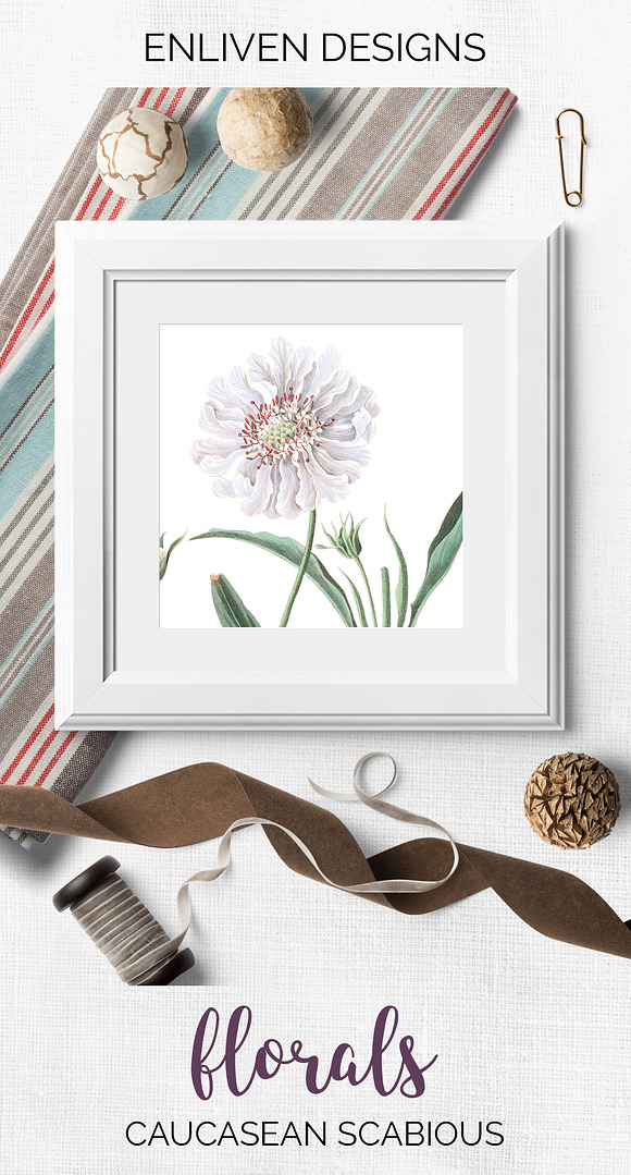 White Flowers Caucasean Scabious in Illustrations - product preview 7