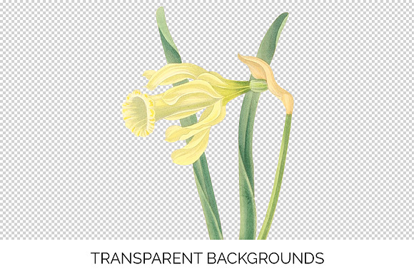 Daffodils Yellow Daffodil in Illustrations - product preview 2