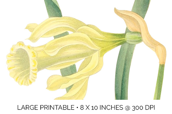 Daffodils Yellow Daffodil in Illustrations - product preview 4