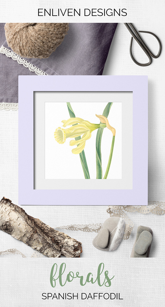 Daffodils Yellow Daffodil in Illustrations - product preview 7