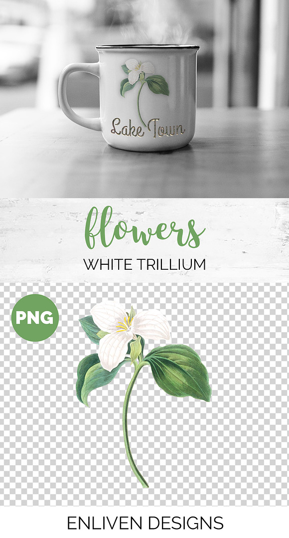 White Trillium Flower Vintage in Illustrations - product preview 1