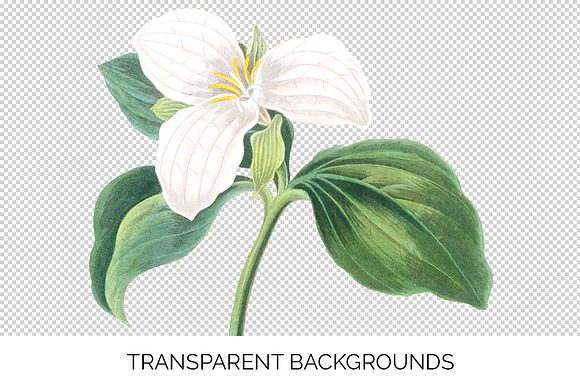 White Trillium Flower Vintage in Illustrations - product preview 2