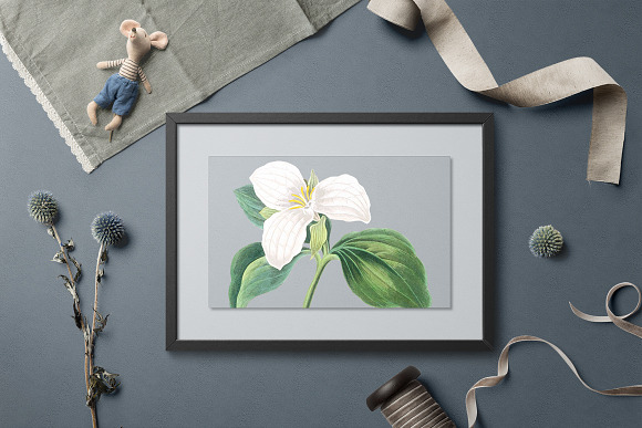 White Trillium Flower Vintage in Illustrations - product preview 5