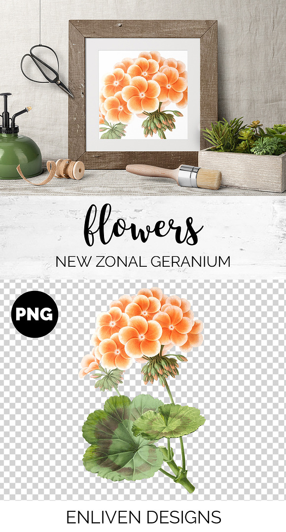 Geranium Zonal Orange Flowers in Illustrations - product preview 1