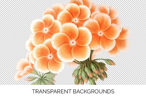 Geranium Zonal Orange Flowers in Illustrations - product preview 2