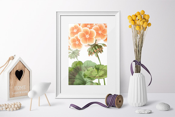 Geranium Zonal Orange Flowers in Illustrations - product preview 3