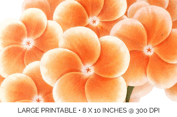 Geranium Zonal Orange Flowers in Illustrations - product preview 4