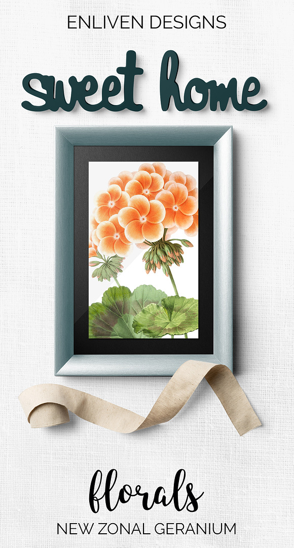 Geranium Zonal Orange Flowers in Illustrations - product preview 7