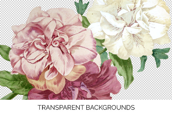 Petunia Bouquet Pink Vintage Flowers in Illustrations - product preview 2